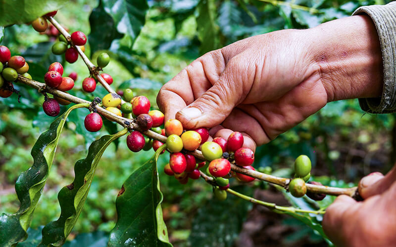 Hand-Picking-Coffee_Sized.jpg